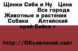 Щенки Сиба и Ну › Цена ­ 35000-85000 - Все города Животные и растения » Собаки   . Алтайский край,Бийск г.